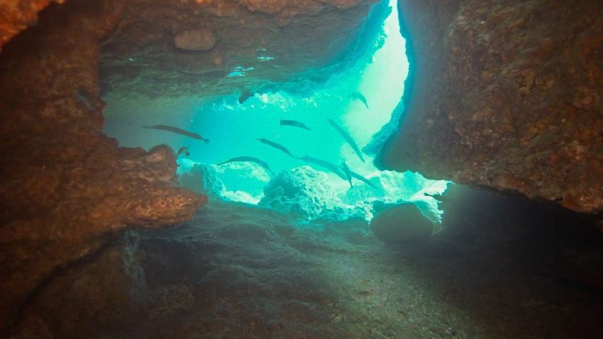 fondo marino tenerife