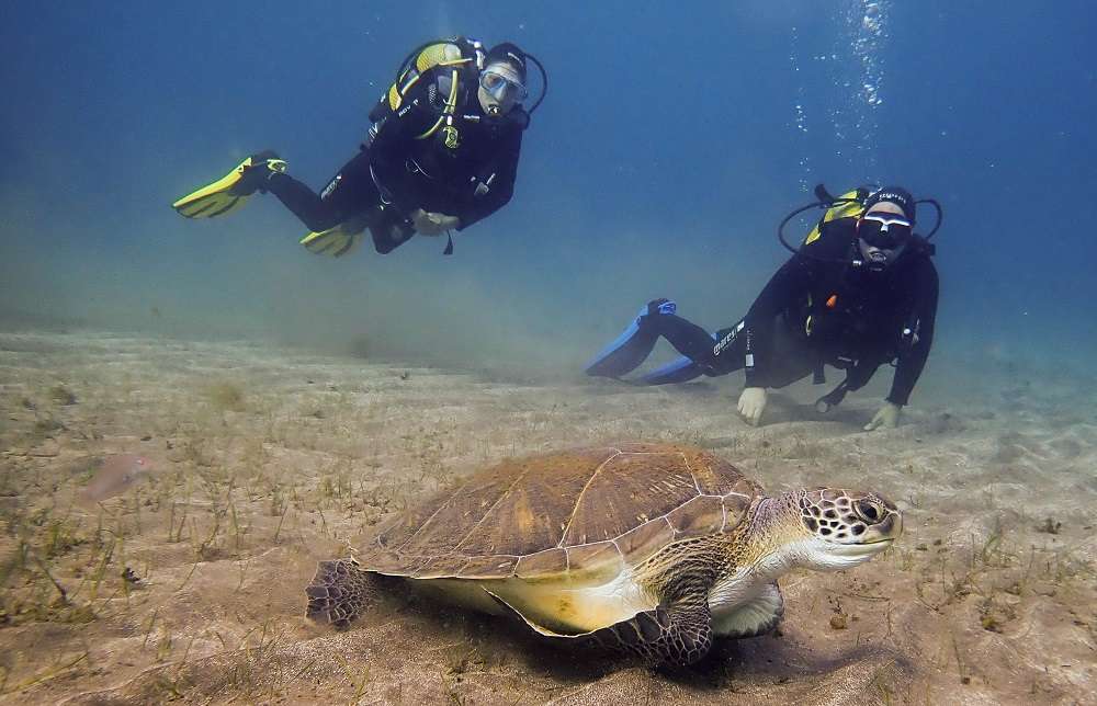 turtle diving tenerife